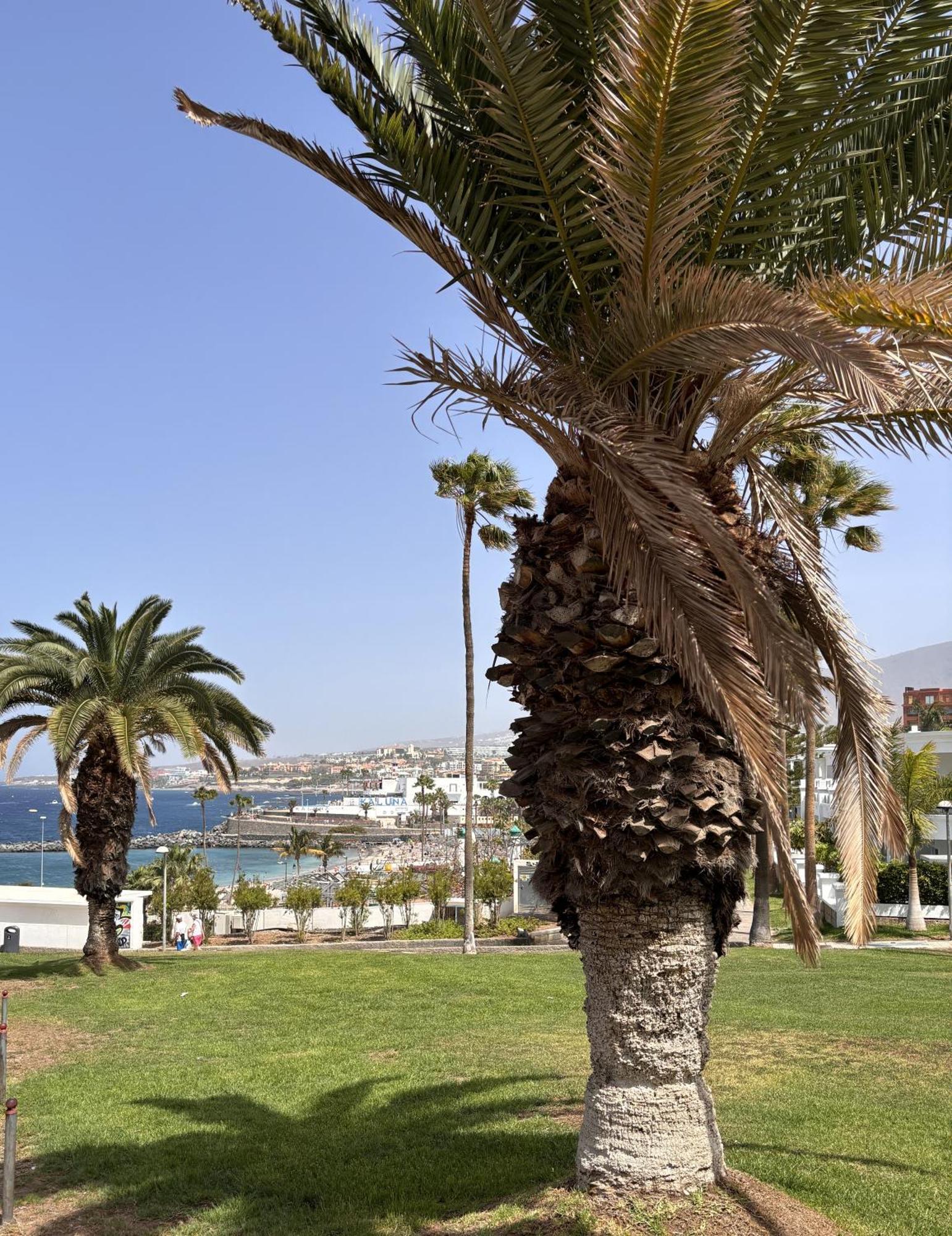 Ocean View Near The Beach Costa Adeje Εξωτερικό φωτογραφία